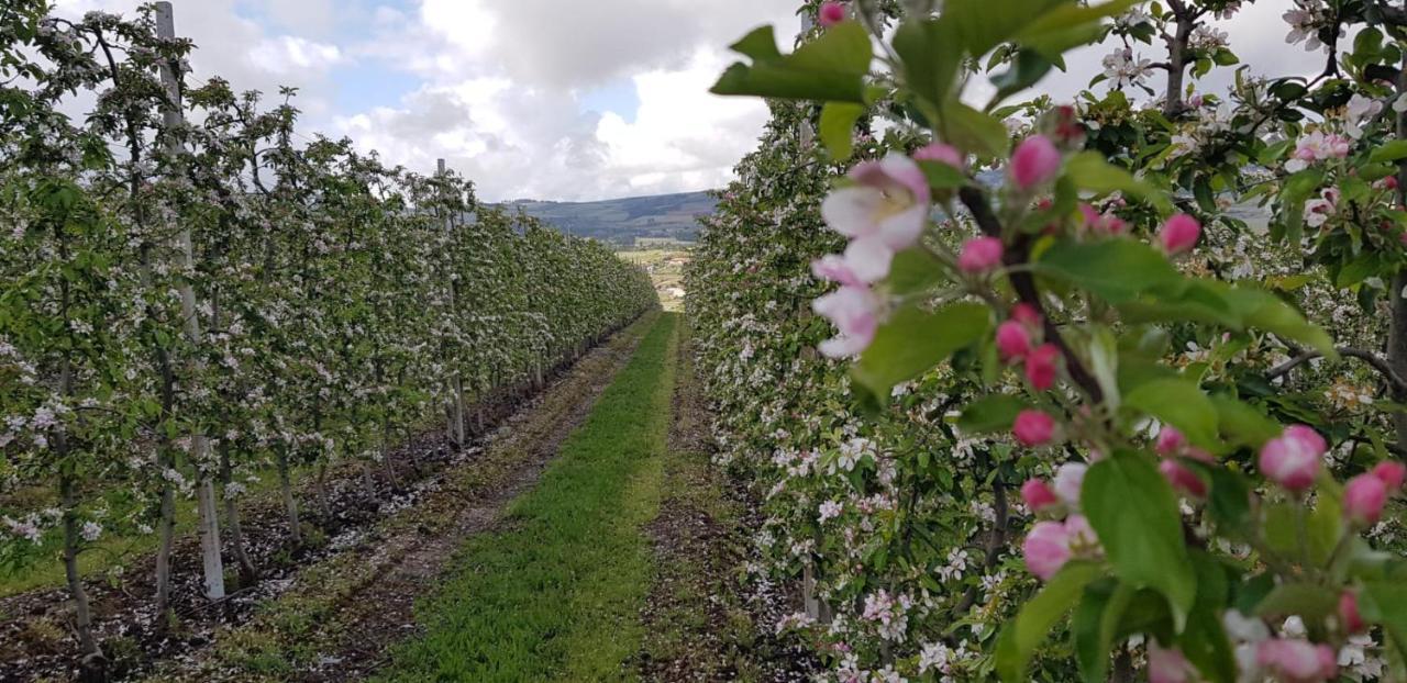 Quinta Bemboa Turismo Espaco Rural Aricera エクステリア 写真